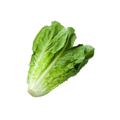 lettuce