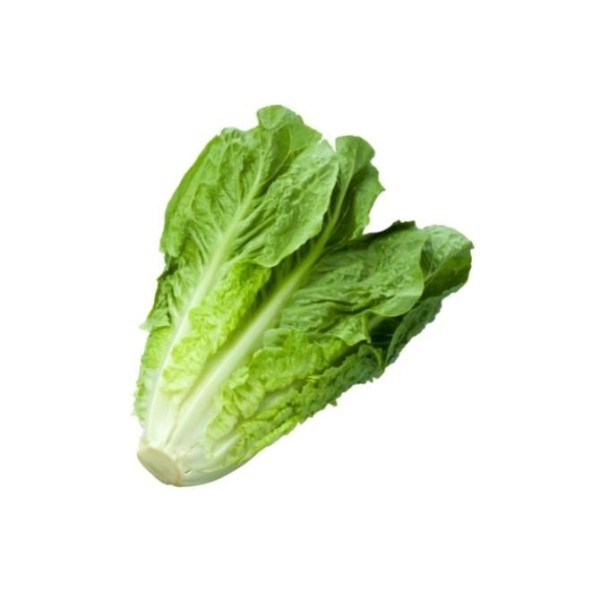 lettuce